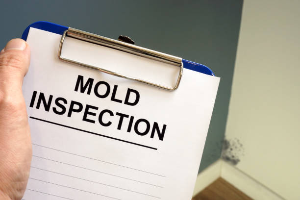 Reliable Hallettsville, TX Mold Removal Solutions